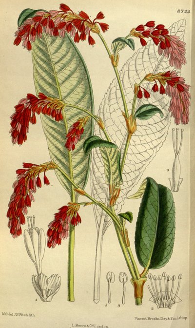Polygonum griffithii da J.N. Fitch